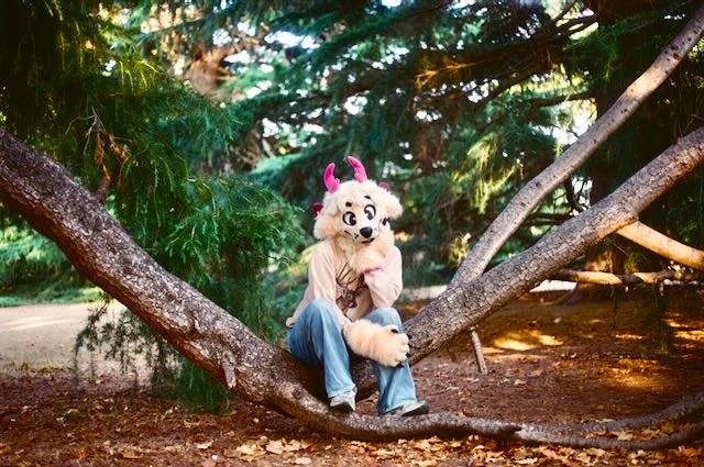 Jackal in fursuit, sitting on a tree branch in the woods.